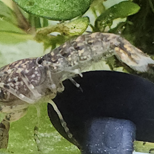 Lot de 6 ecrevisse naine cambarellus shufeldtii envoie gratuit