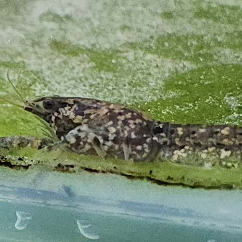 Lot de 6 ecrevisse naine cambarellus shufeldtii envoie gratuit