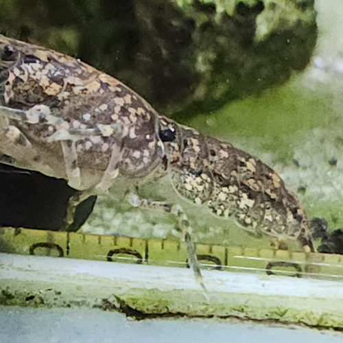 Lot de 6 ecrevisse naine cambarellus shufeldtii envoie gratuit