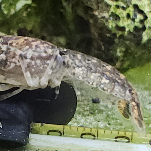 Lot de 6 ecrevisse naine cambarellus shufeldtii envoie gratuit