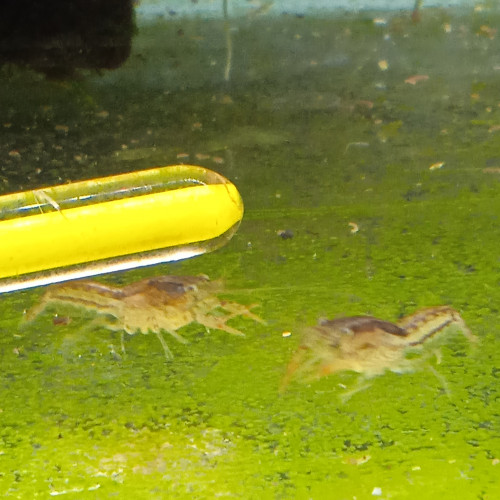 Lot de 6 ecrevisse naine cambarellus shufeldtii envoie gratuit