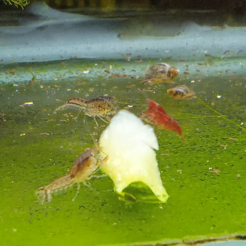 Lot de 6 ecrevisse naine cambarellus shufeldtii envoie gratuit