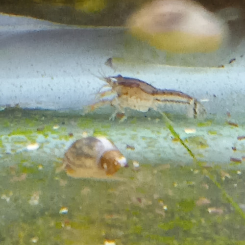 Lot de 6 ecrevisse naine cambarellus shufeldtii envoie gratuit