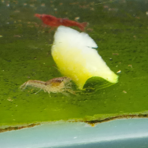 Lot de 6 ecrevisse naine cambarellus shufeldtii envoie gratuit