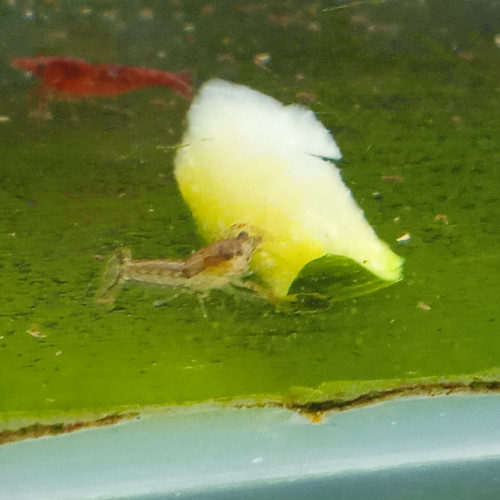 Lot de 6 ecrevisse naine cambarellus shufeldtii envoie gratuit