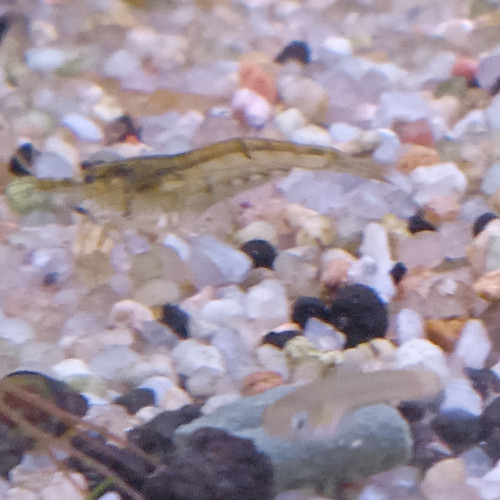 Lot de 12 crevette souche sauvage livraison gratuite