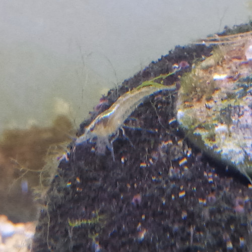 Lot de 12 crevette souche sauvage livraison gratuite