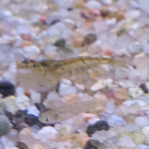 Lot de 12 crevette souche sauvage livraison gratuite