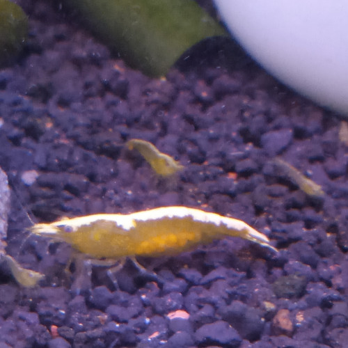 Lot de 6 crevette yellow neon qualité extra