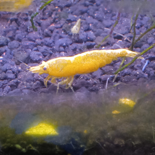 Lot de 6 crevette yellow neon qualité extra