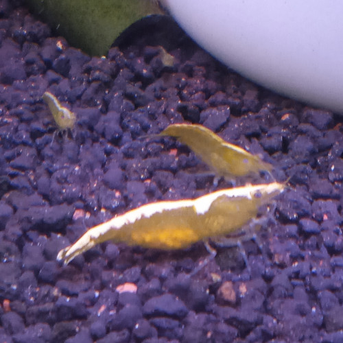 Lot de 6 crevette yellow neon qualité extra