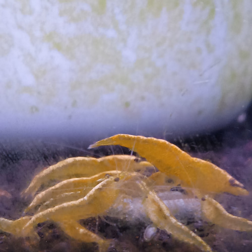 Lot de 6 crevette yellow neon qualité extra