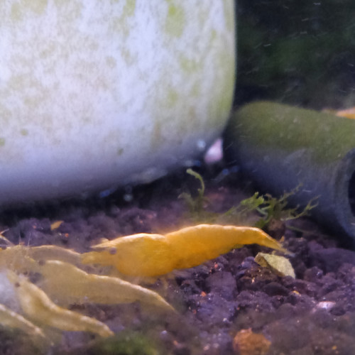 Lot de 6 crevette yellow neon qualité extra