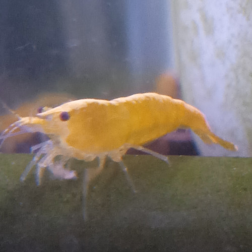 Lot de 6 crevette yellow neon qualité extra