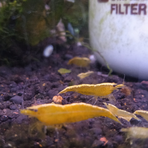 Lot de 6 crevette yellow neon qualité extra