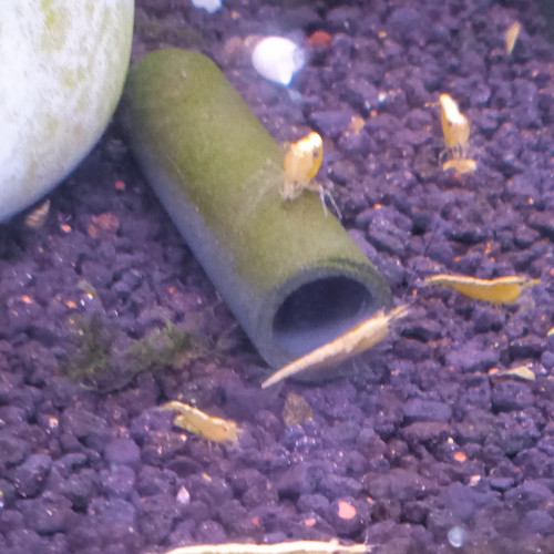 Lot de 6 crevette yellow neon qualité extra