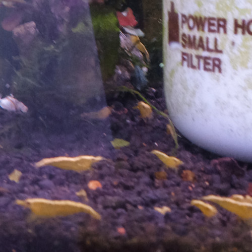 Lot de 6 crevette yellow neon qualité extra