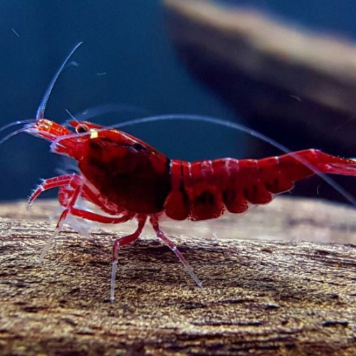 Recherche Écrevisses/ Crevettes ! ?