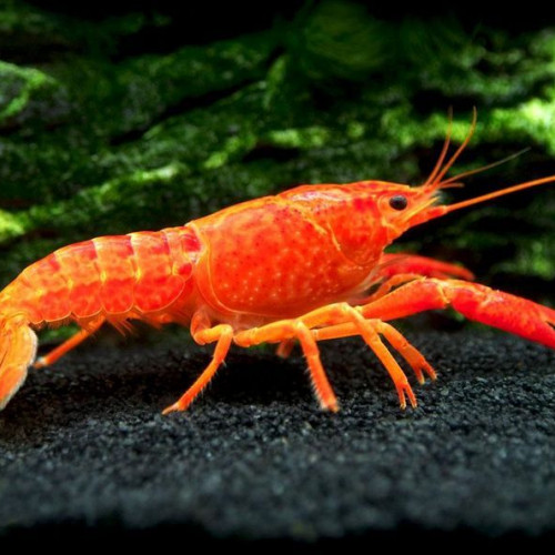 Recherche Écrevisses/ Crevettes ! ?