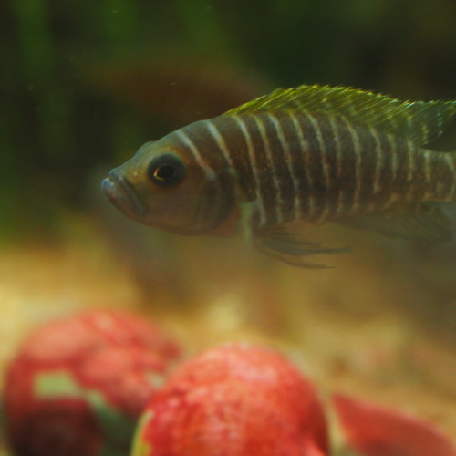 don de Neolamprologus similis