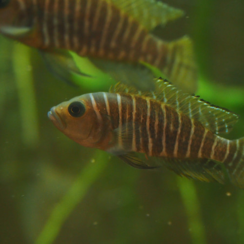 don de Neolamprologus similis