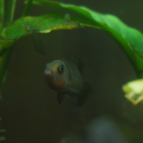 don de Neolamprologus similis