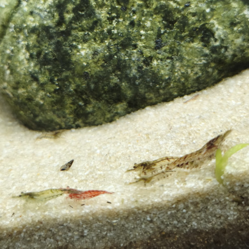 Crevettes Déclassées