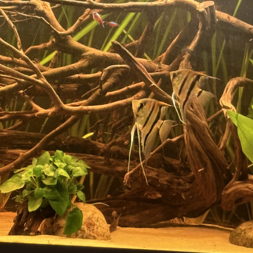 Scalaires Manacapuru