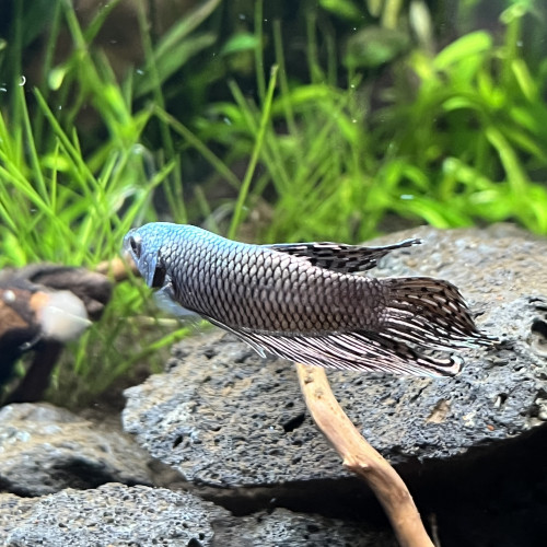 Betta alien cooper