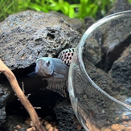 Betta alien cooper