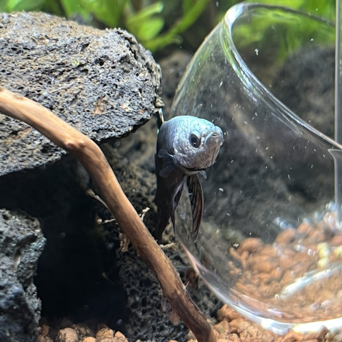 Betta alien cooper