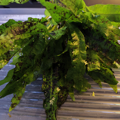 Mousse de java, Anubia, etc...