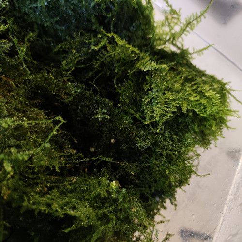 Mousse de java, Anubia, etc...