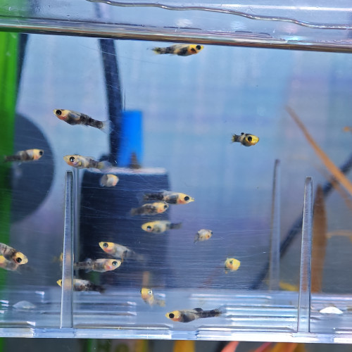 Don d'alevins Molly jaunes et noirs