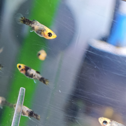 Don d'alevins Molly jaunes et noirs