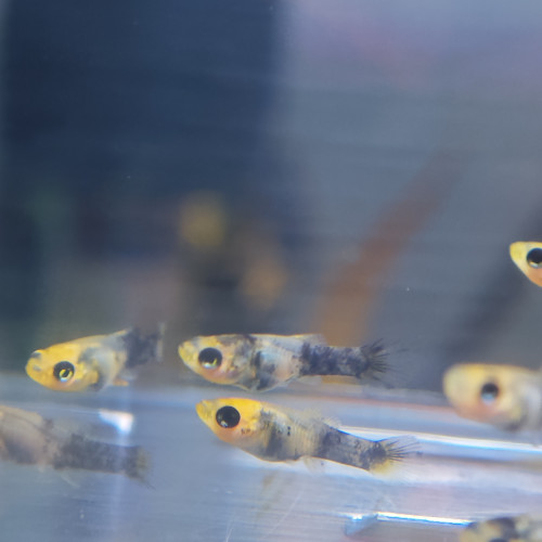 Don d'alevins Molly jaunes et noirs