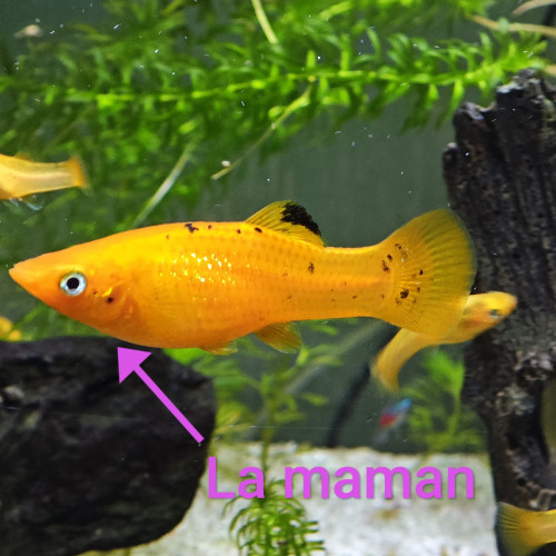 Don d'alevins Molly jaunes et noirs