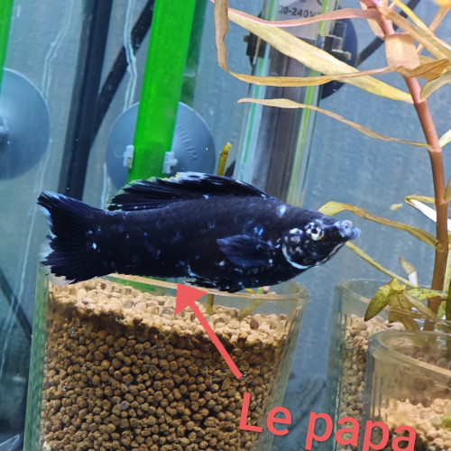 Don d'alevins Molly jaunes et noirs