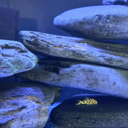 Hypancistrus L236 SW ou SY