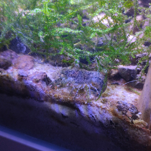 Cambarellus diminutus