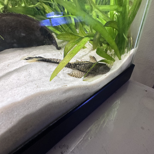 Ancistrus commun long voile (L144a)