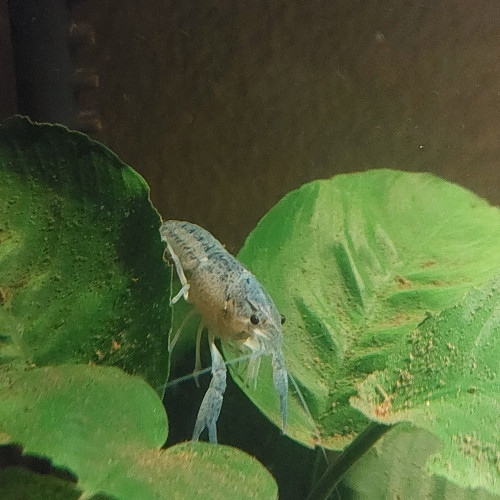 Écrevisse bleues Américaine procambarus alleni