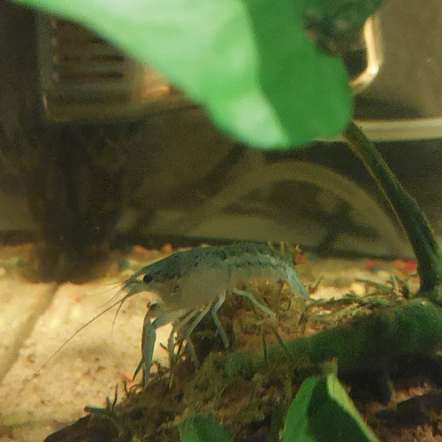 Écrevisse bleues Américaine procambarus alleni