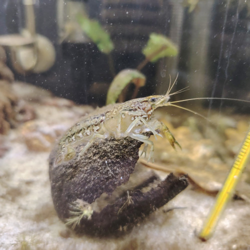 Ecrevive naine cambarellus schmitti