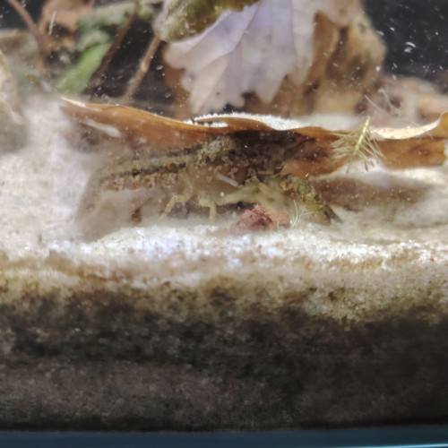 Ecrevive naine cambarellus schmitti