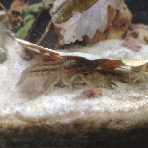 Ecrevive naine cambarellus schmitti