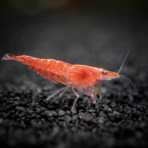 Crevettes Red Sakura