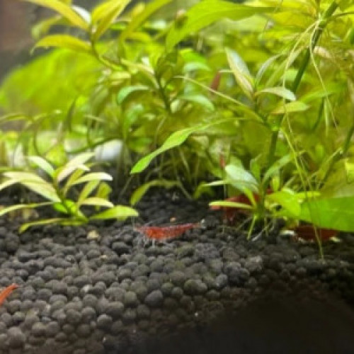 Crevettes Red Sakura