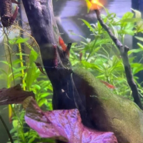 Crevettes Red Sakura