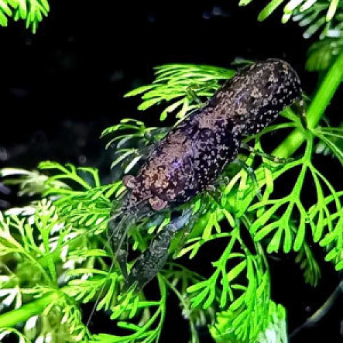 Nano écrevisses CPB